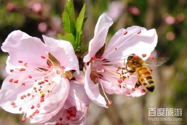 桃源民俗村VR全景
