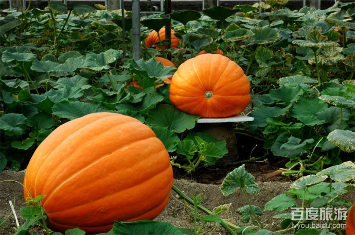 农科奇观VR全景