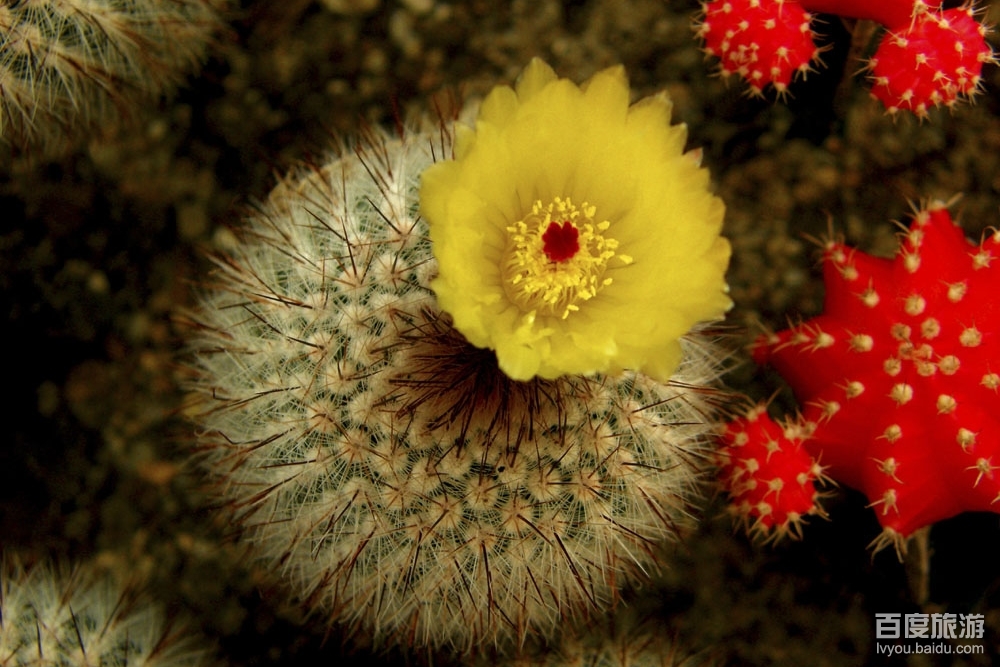 万石植物园VR全景