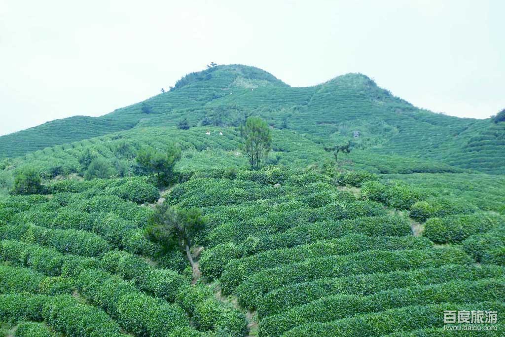 螺丝壳原始森林VR全景