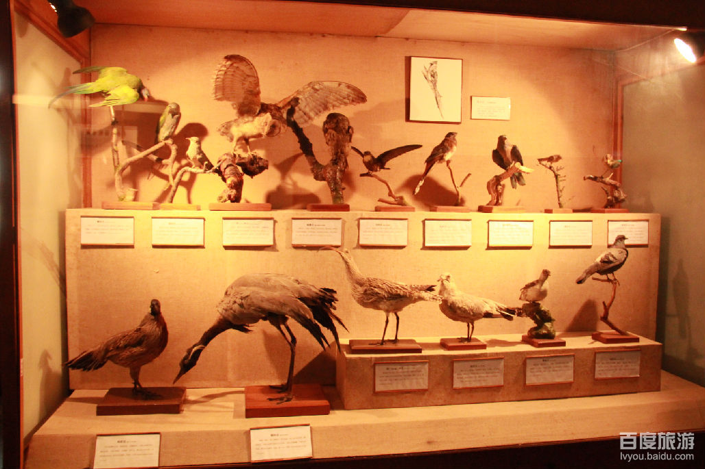 上海自然博物馆VR全景