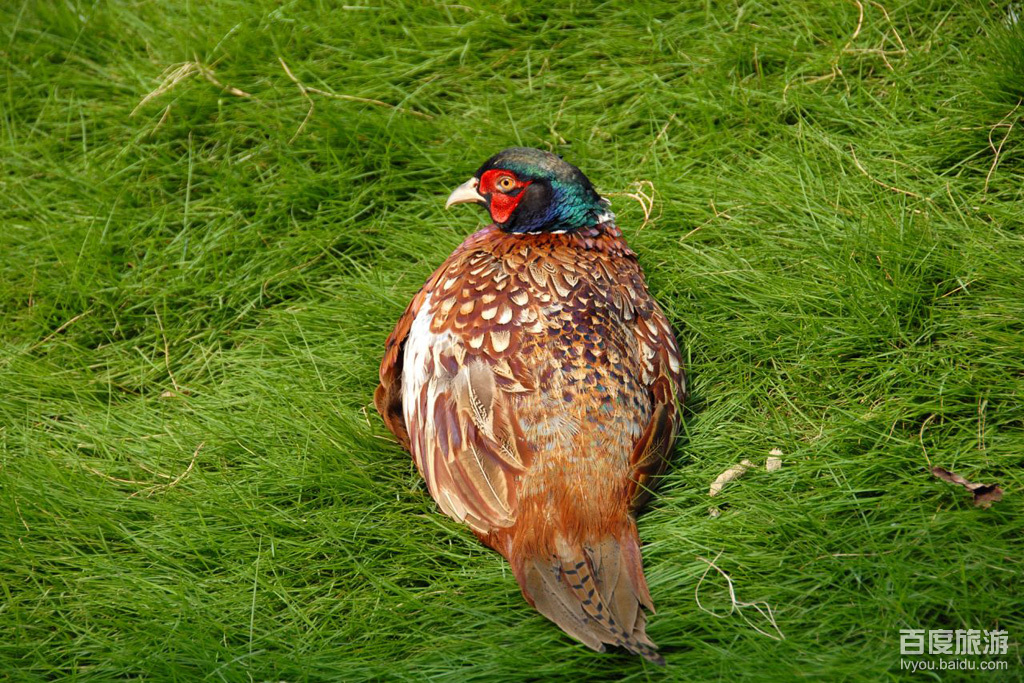 东湖鸟语林VR全景
