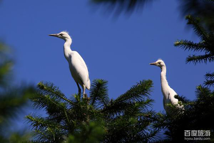 江口鸟洲VR全景