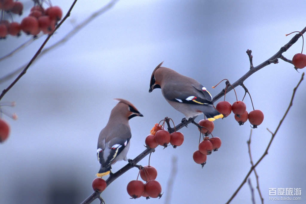 小鸟天堂VR全景