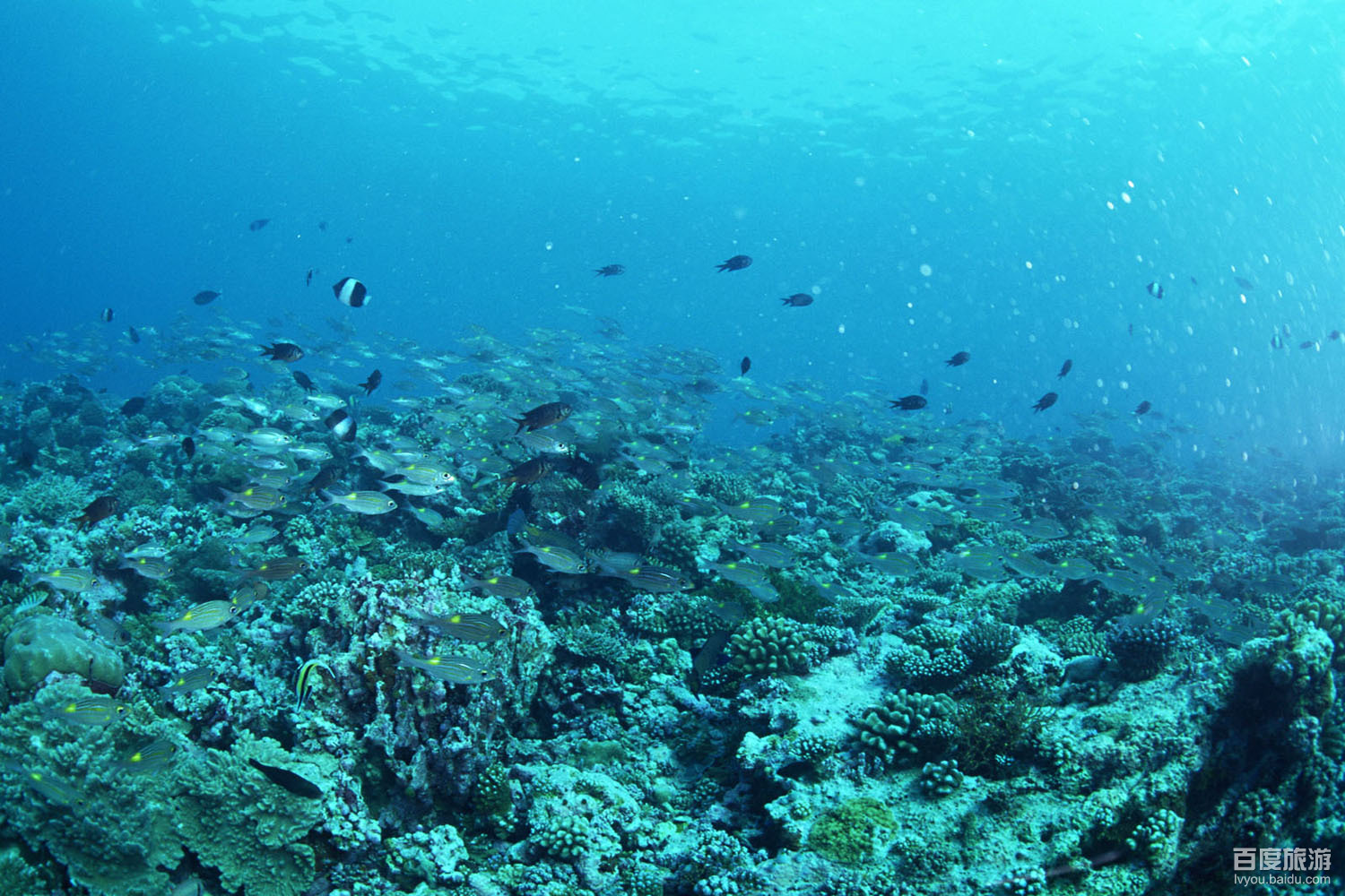 大洋海底世界VR全景