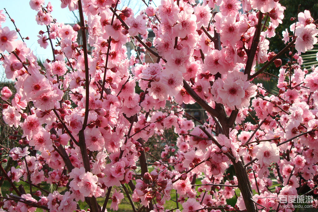 苏州梅园VR全景