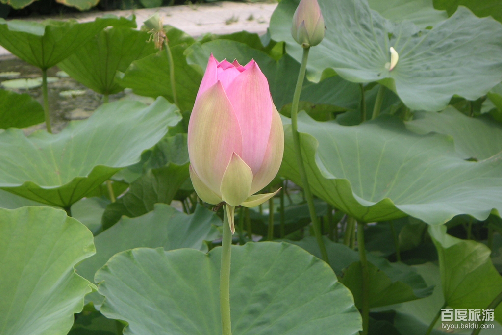 元妃荷园VR全景