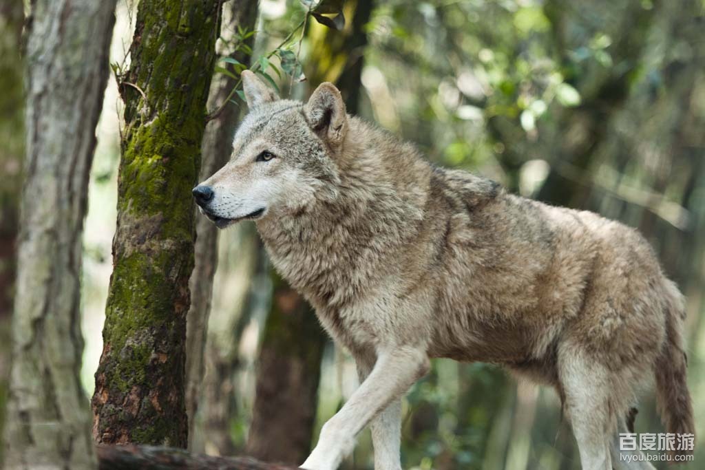 永川野生动物园VR全景