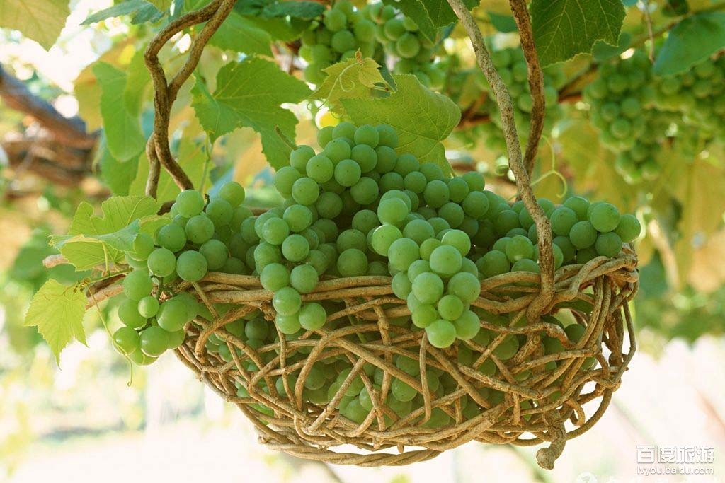 昌黎葡萄沟VR全景