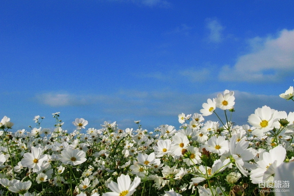 格桑花草原VR全景